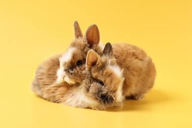Photo of Cute little rabbits on yellow background. Adorable pet
