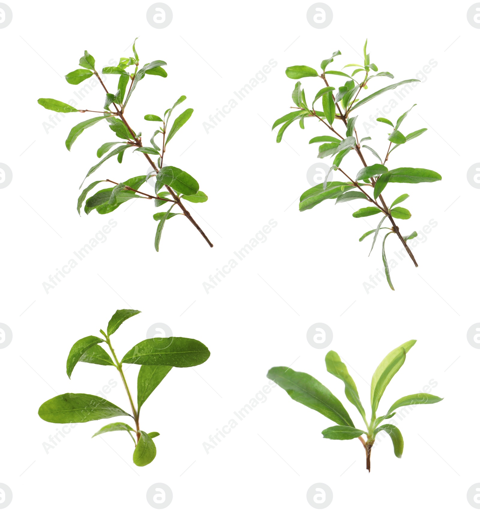 Image of Pomegranate branches with green leaves on white background, collage