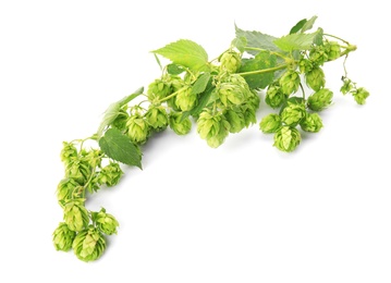 Photo of Fresh green hops on white background. Beer production