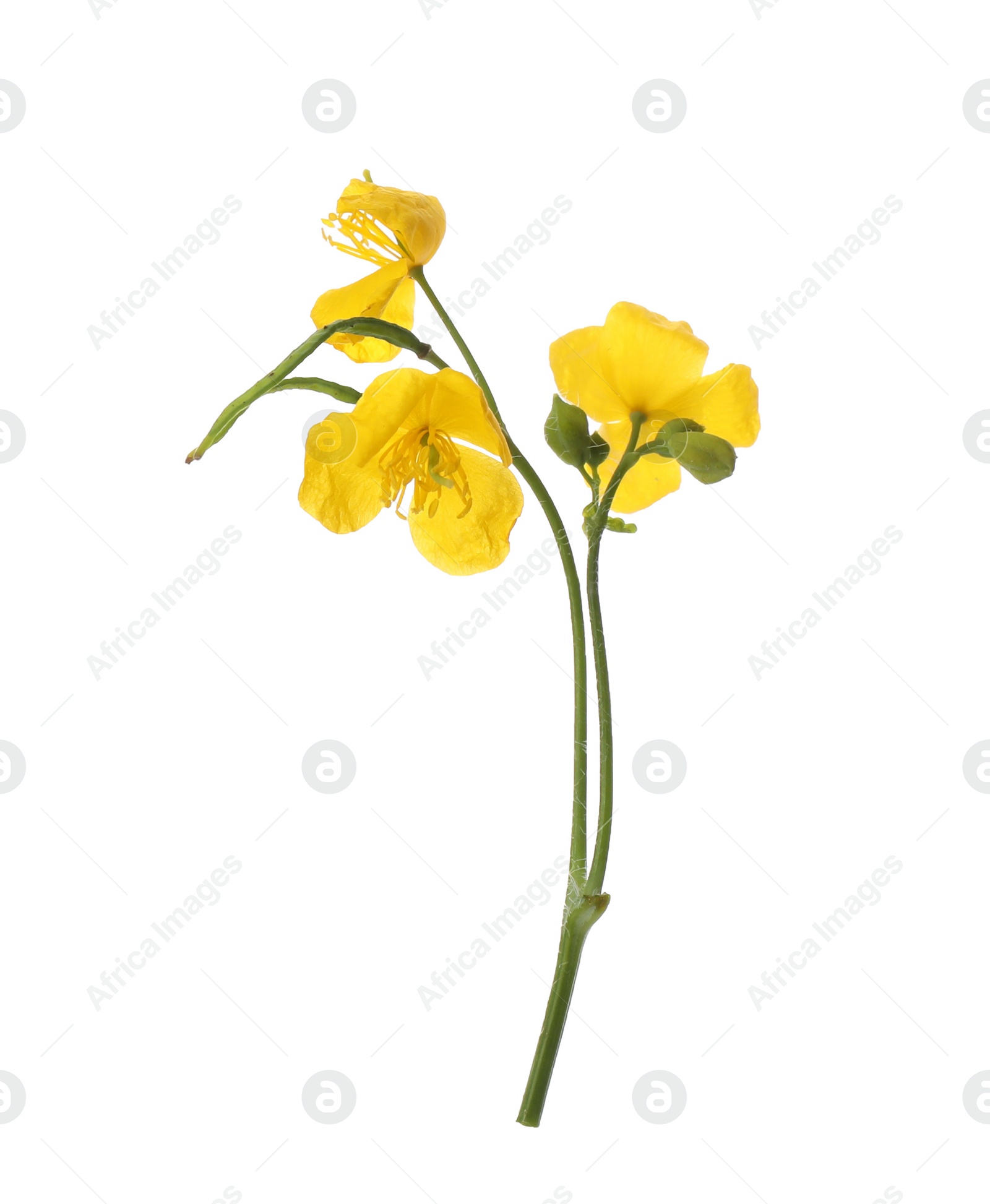 Photo of Celandine with yellow flowers isolated on white