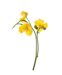 Photo of Celandine with yellow flowers isolated on white