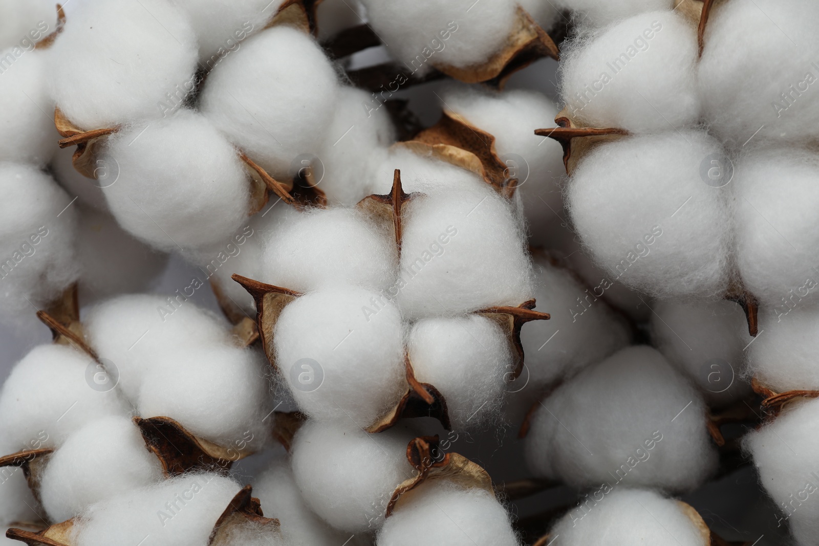 Photo of Fluffy cotton flowers on white background, closeup