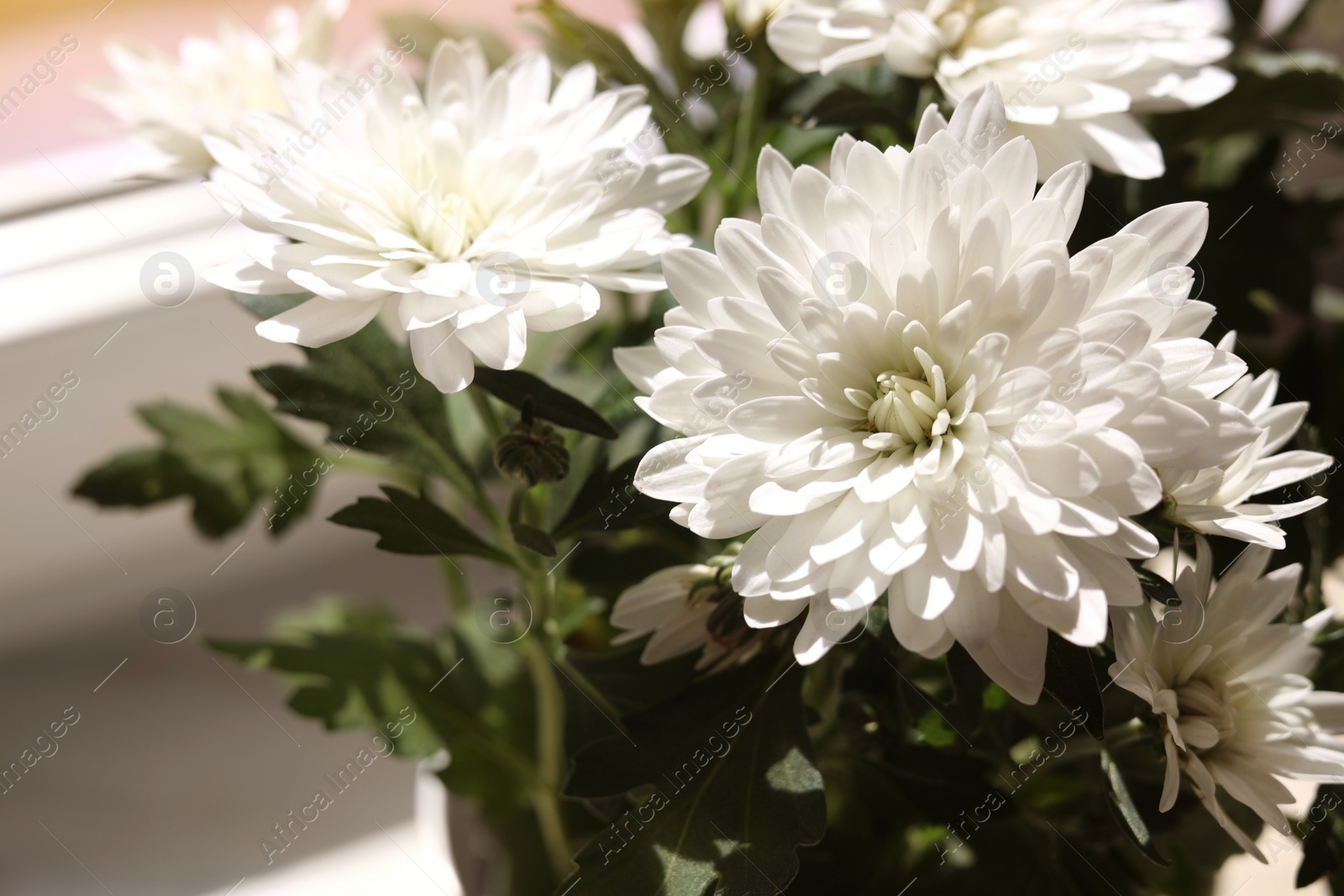 Photo of Beautiful chrysanthemum flowers near window indoors, closeup