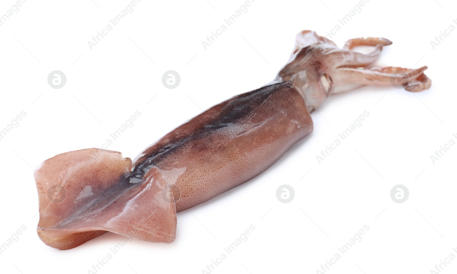 Photo of Raw squid isolated on white. Fresh seafood