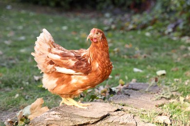 Beautiful chicken in yard on farm. Domestic animal