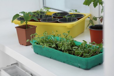 Seedlings growing in plastic container with soil on windowsill