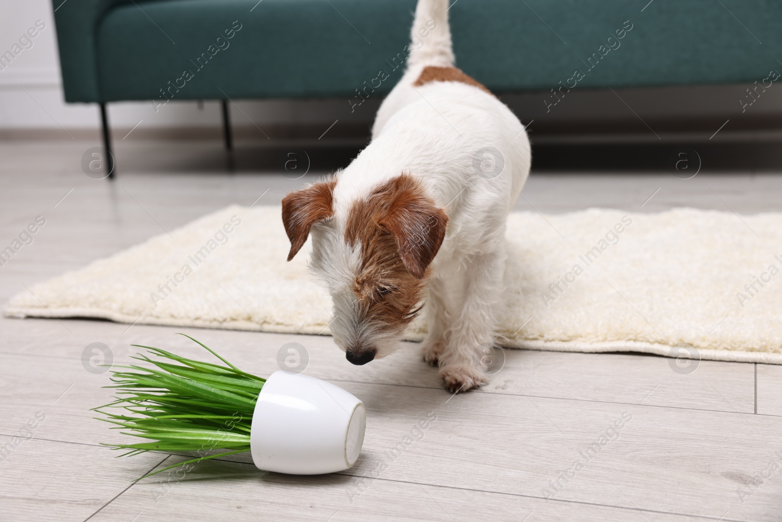 Photo of Cute dog near overturned houseplant on rug indoors