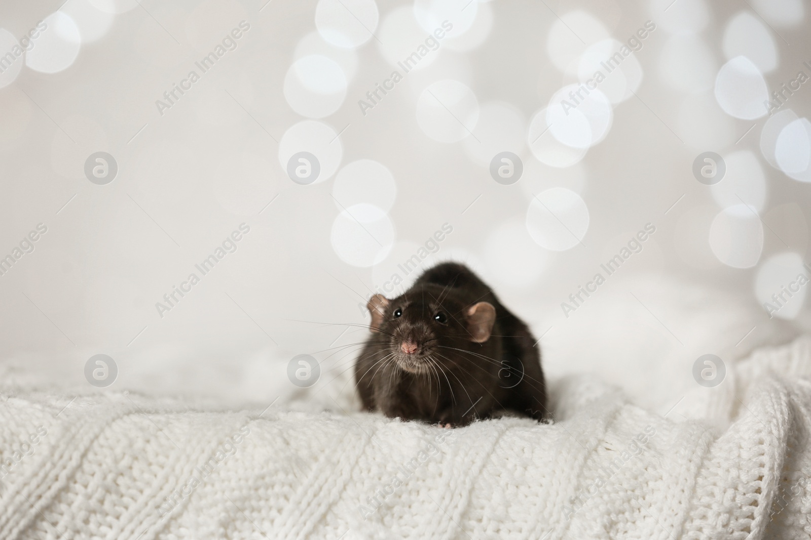 Photo of Cute little rat on knitted blanket against blurred lights. Chinese New Year symbol