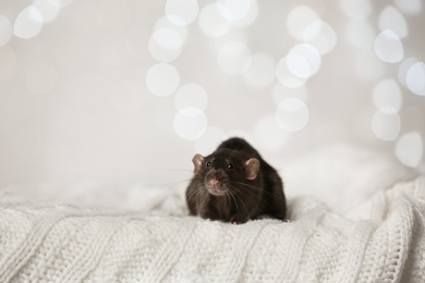 Cute little rat on knitted blanket against blurred lights. Chinese New Year symbol