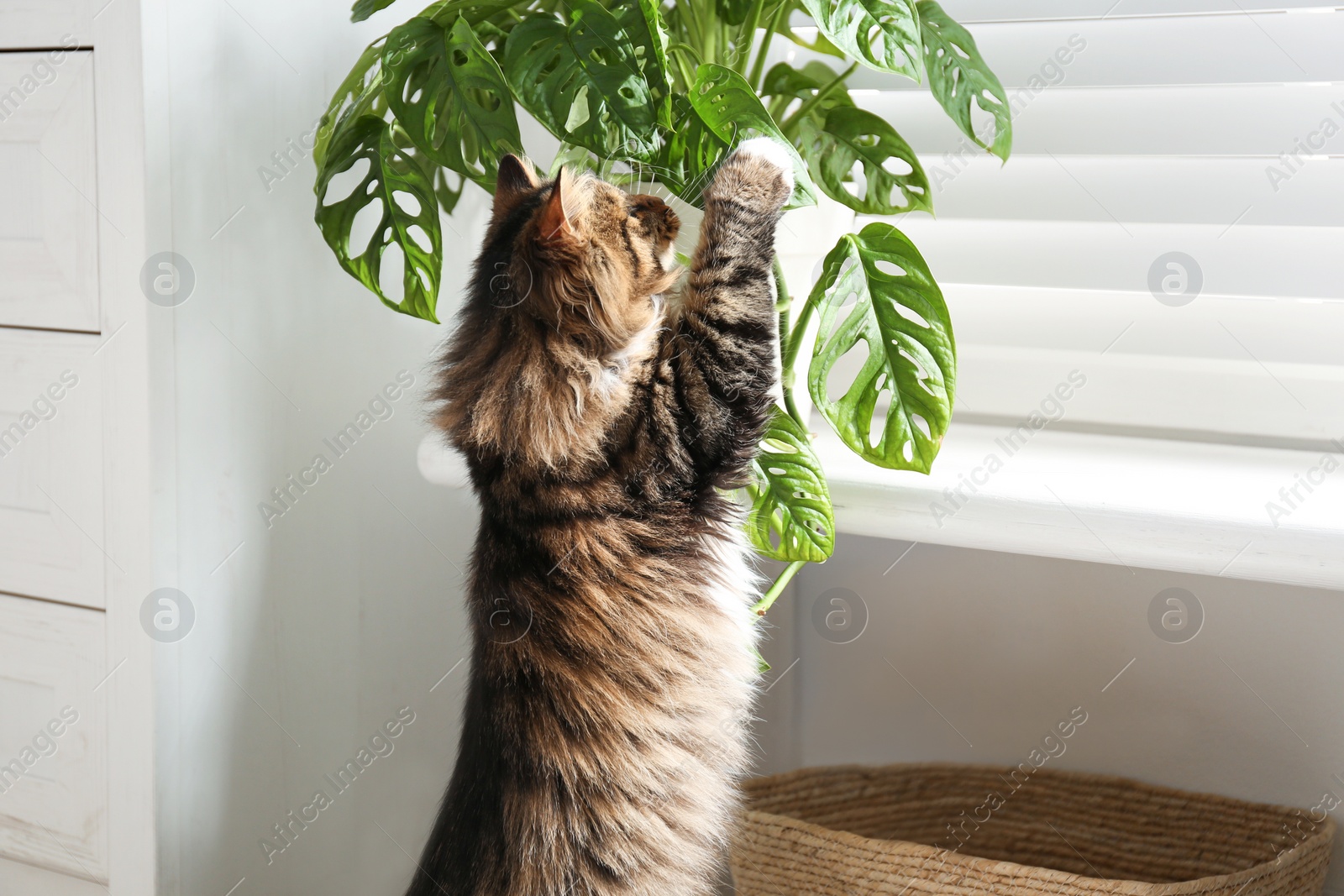 Photo of Adorable cat playing with houseplant at home