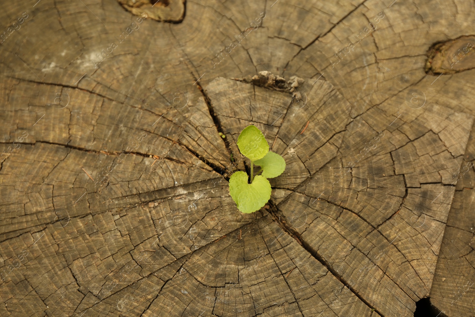 Photo of Young seedling growing from tree stump, top view. New life concept