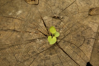 Photo of Young seedling growing from tree stump, top view. New life concept