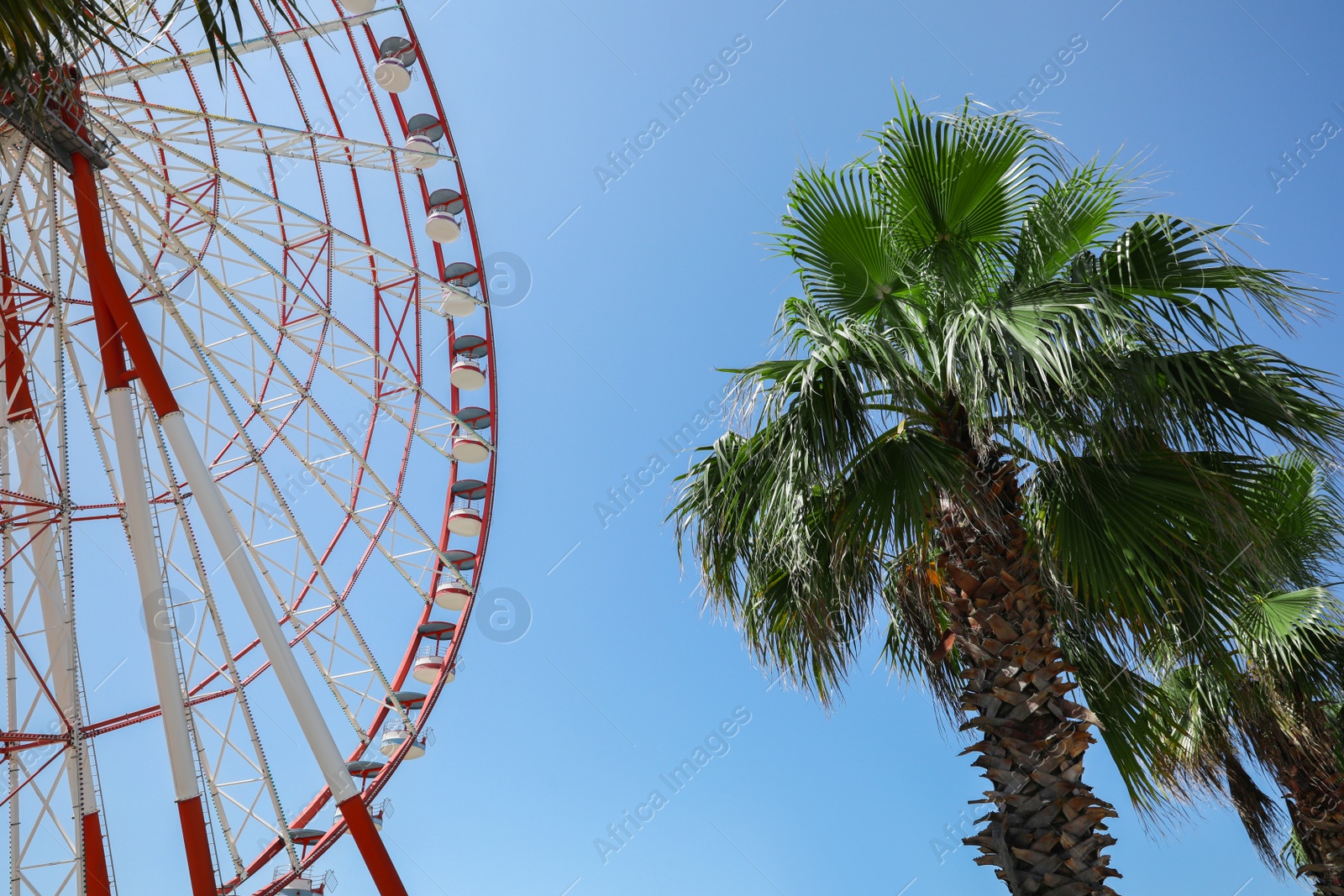 Photo of Beautiful large Ferris wheel and palm tree against blue sky