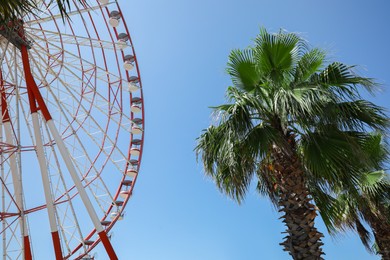Photo of Beautiful large Ferris wheel and palm tree against blue sky