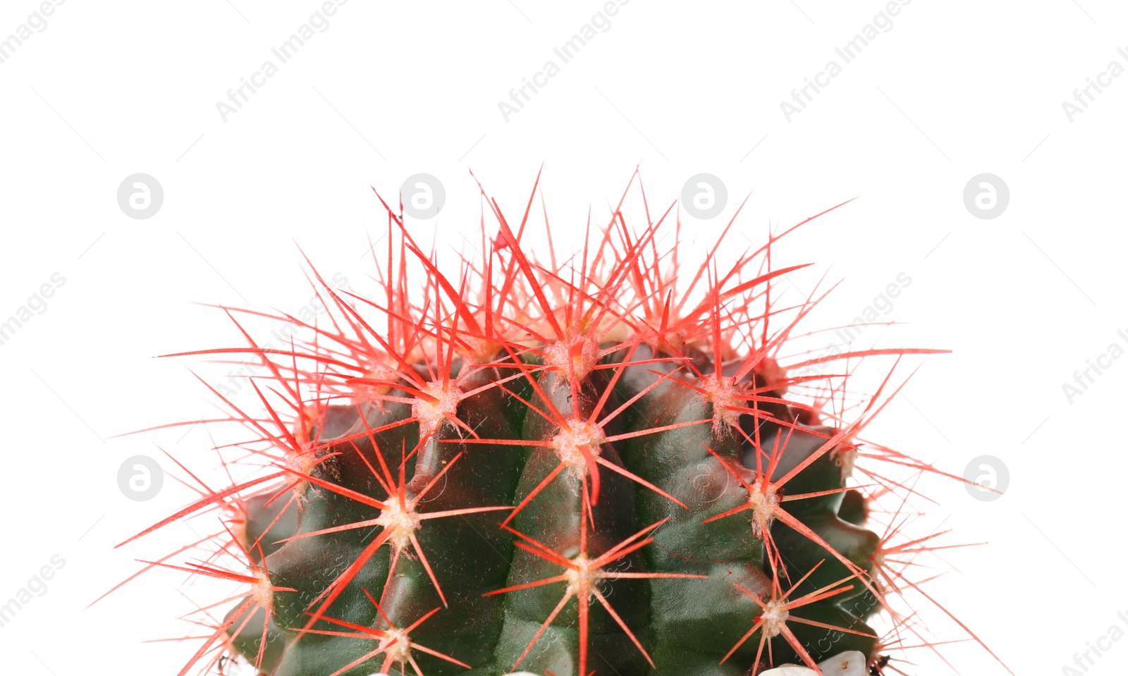 Photo of Beautiful cactus on white background