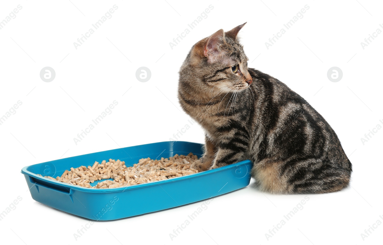 Photo of Tabby cat near litter box on white background