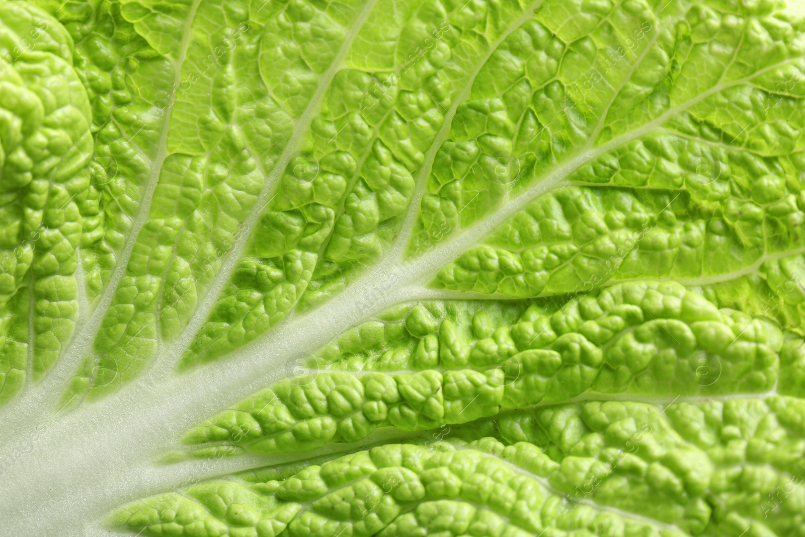 Photo of Fresh Chinese cabbage leaf as background, top view