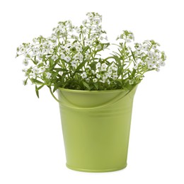Gypsophila paniculata in green flower pot isolated on white
