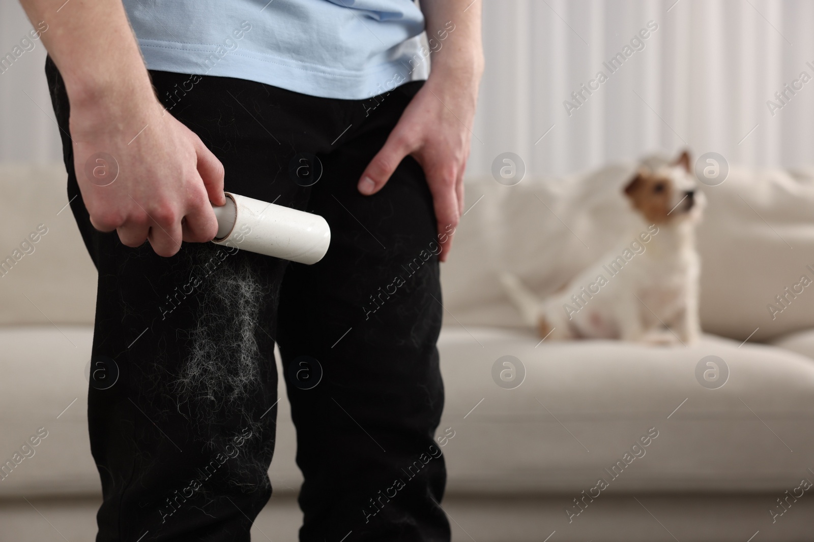 Photo of Pet shedding. Man with lint roller removing dog's hair from pants at home, closeup