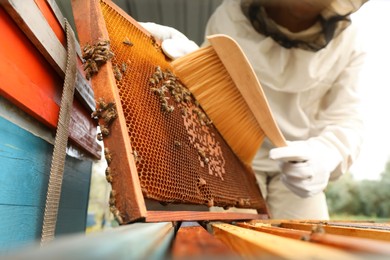 Photo of Beekeeper in uniform brushing honey frame at apiary, closeup