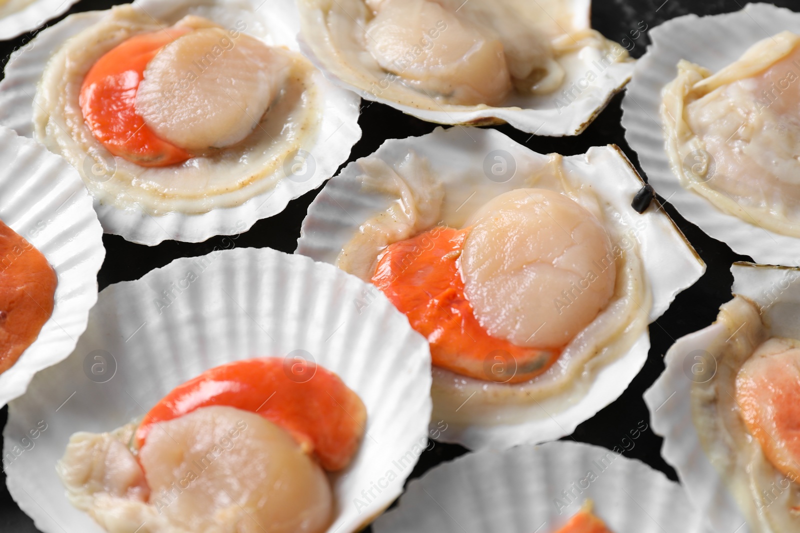 Photo of Fresh raw scallops with shells on black textured table, closeup