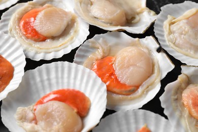 Photo of Fresh raw scallops with shells on black textured table, closeup