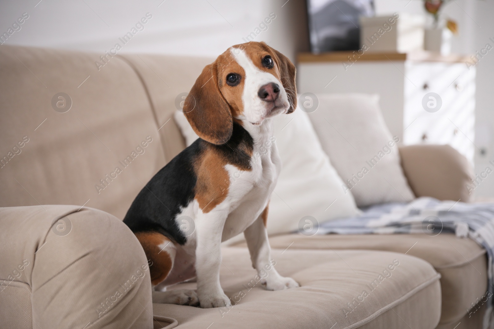 Photo of Cute Beagle puppy on sofa indoors. Adorable pet