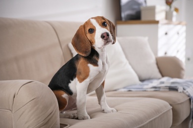 Photo of Cute Beagle puppy on sofa indoors. Adorable pet