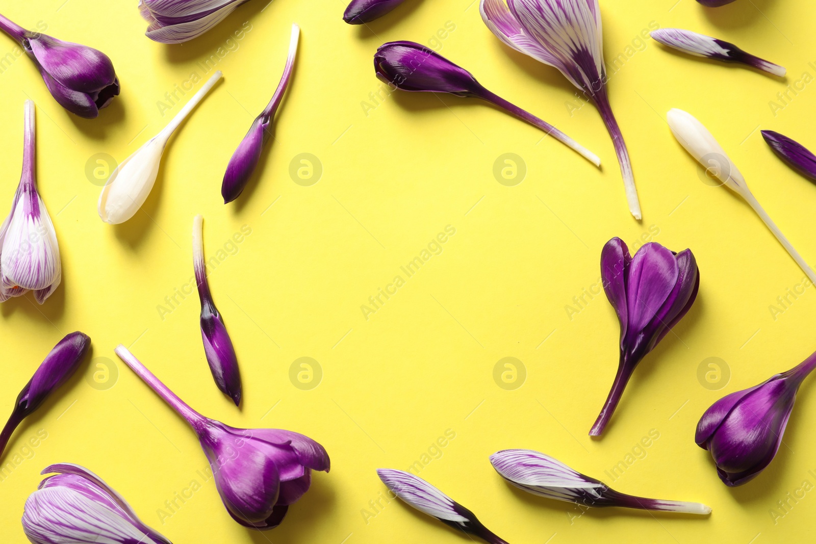 Photo of Frame made of spring crocus flowers on color background, flat lay with space for text