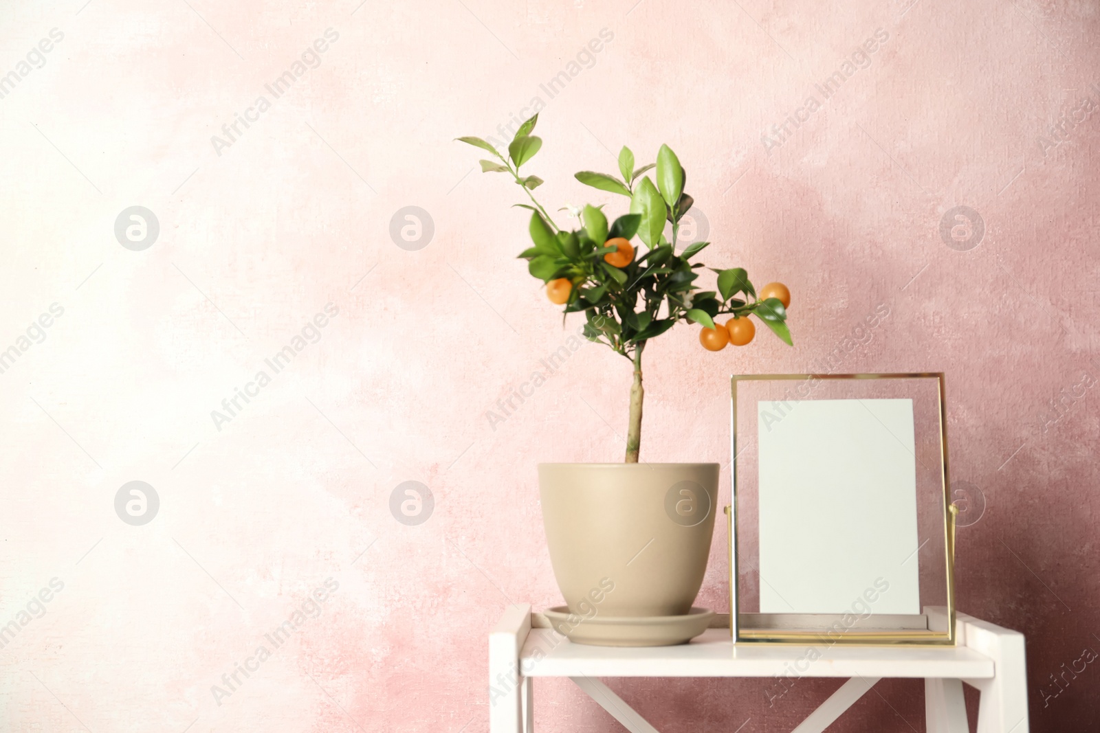 Photo of Potted citrus tree and empty frame on table against color background. Space for text