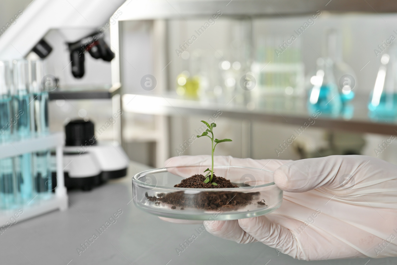 Photo of Analyst holding petri dish with green sprout in laboratory, closeup. Chemical analysis