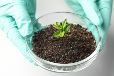 Photo of Scientist holding Petri dish with soil and sprouted plant over white table, closeup. Biological chemistry