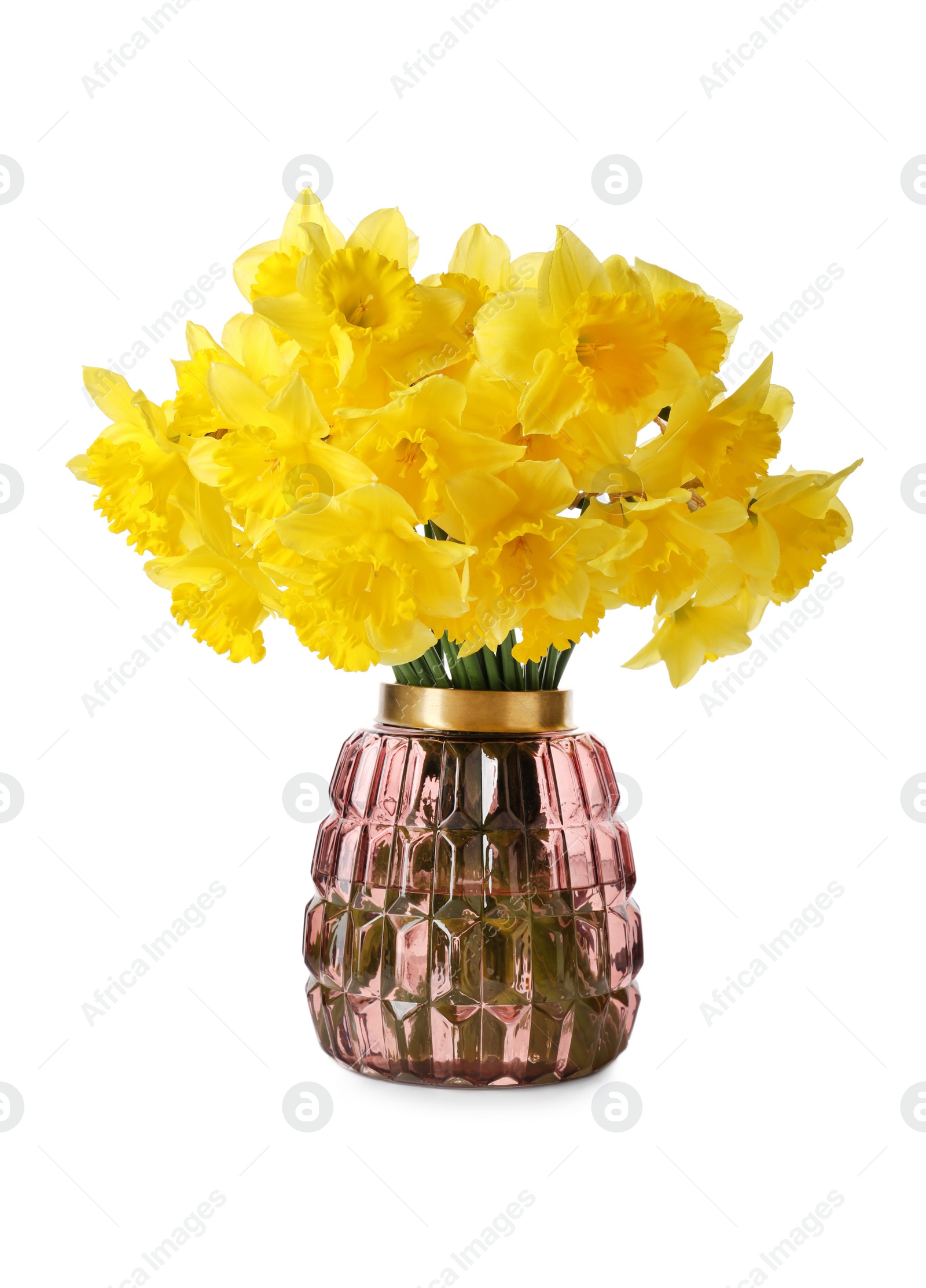 Photo of Beautiful daffodils in vase on white background