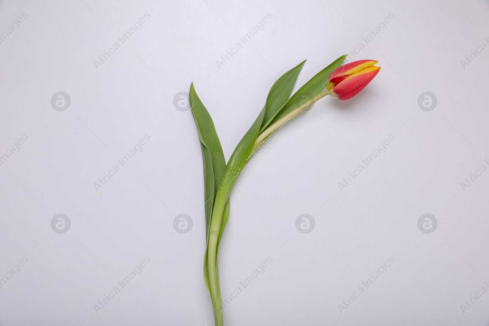 Photo of One red tulip on white background, top view