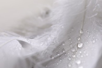 Photo of Fluffy white feathers with water drops as background, closeup