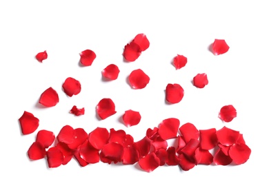 Red rose petals on white background, top view