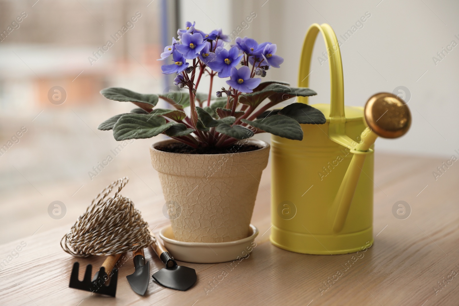 Photo of Beautiful house plant and gardening tools on wooden table near window