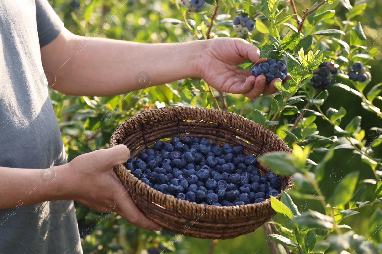 Photo of Man with wicker basket picking up wild blueberries outdoors, closeup. Seasonal berries