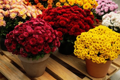 Photo of Beautiful different color Chrysanthemum flowers in pots on wooden pallet