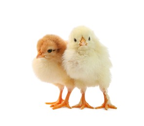 Photo of Cute chicks isolated on white. Baby animals