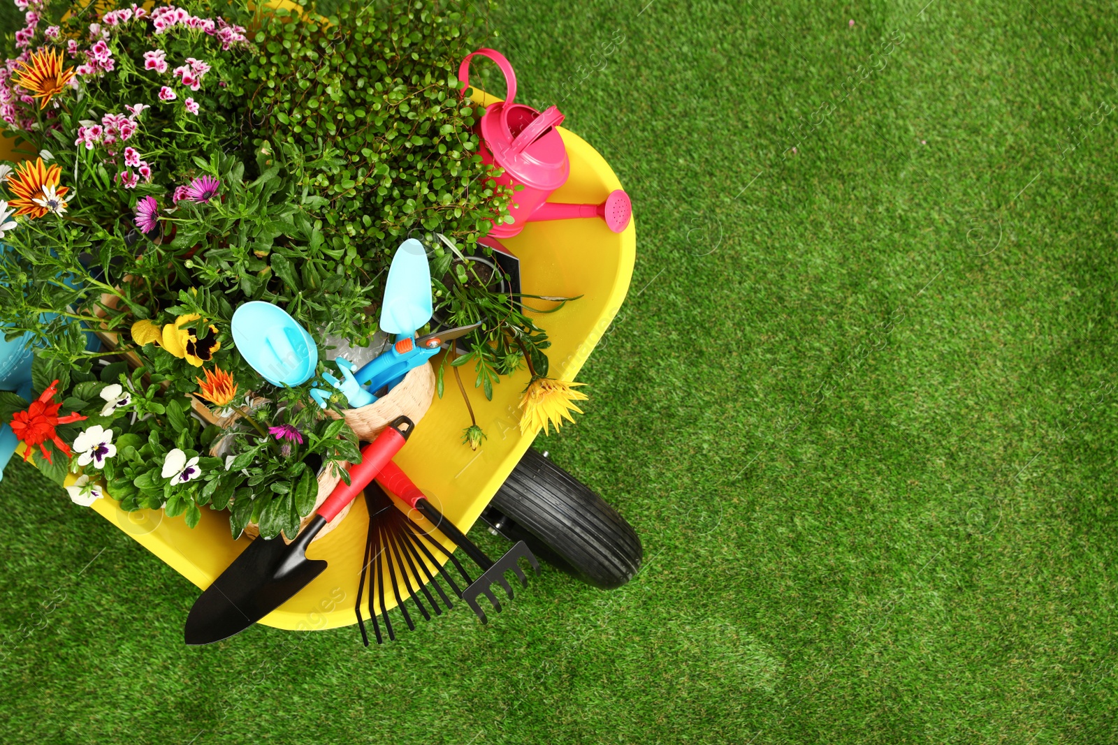 Photo of Wheelbarrow with flowers and gardening tools on grass, top view. Space for text