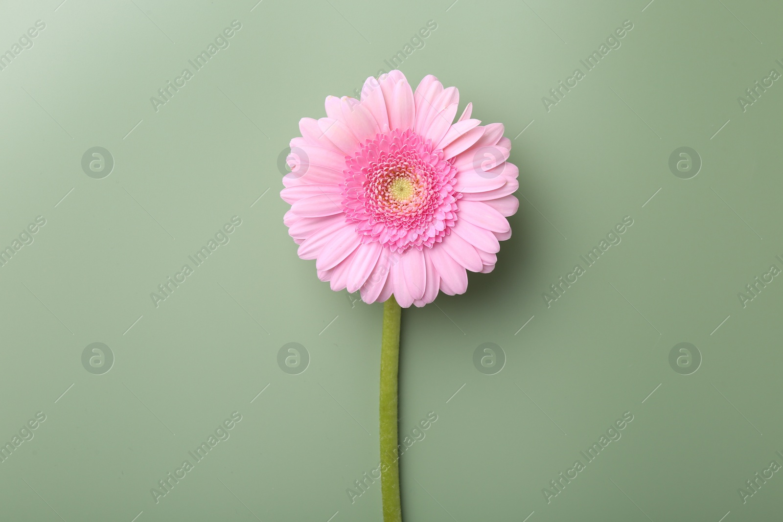 Photo of Beautiful pink gerbera flower on pale green background, top view