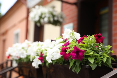 Photo of Beautiful petunia flowers in plant pot outdoors. Space for text