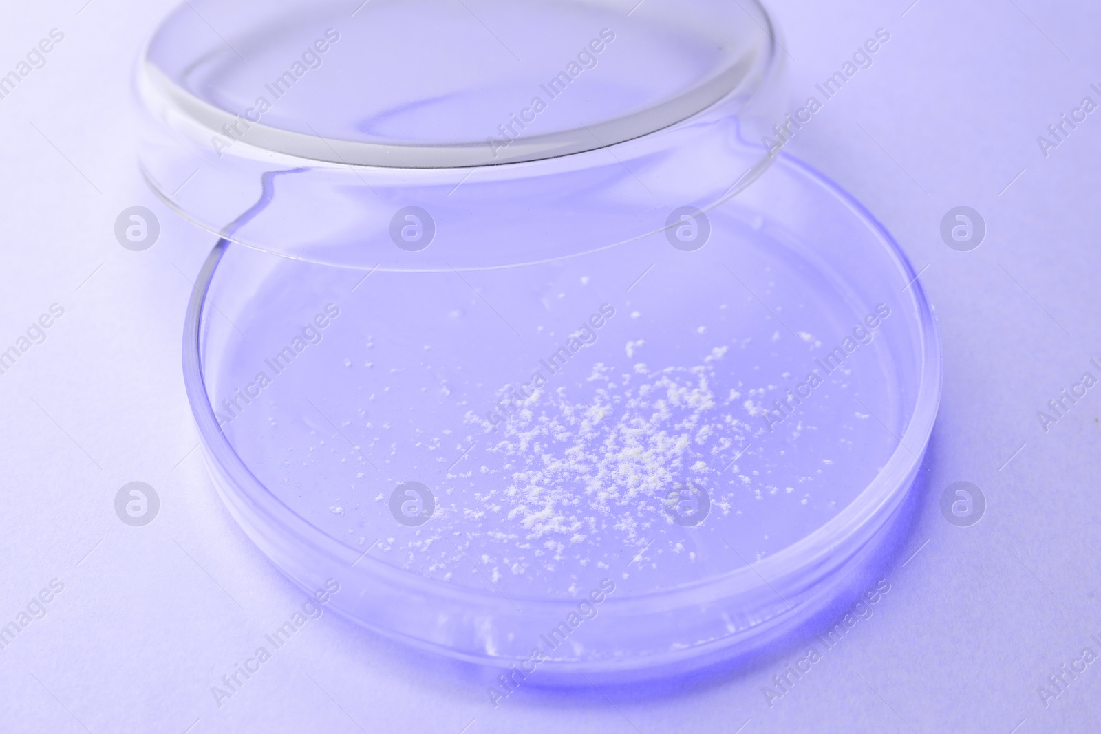 Image of Petri dish with different sample on light violet background, closeup. Laboratory glassware