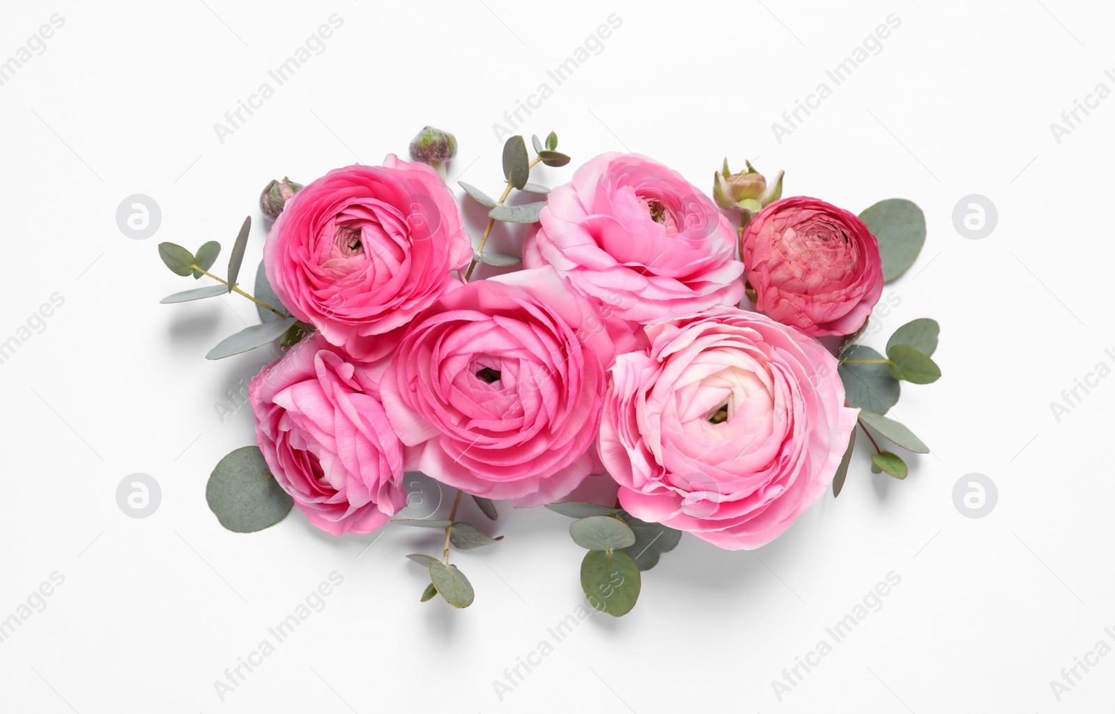 Photo of Beautiful ranunculus flowers on white background, top view