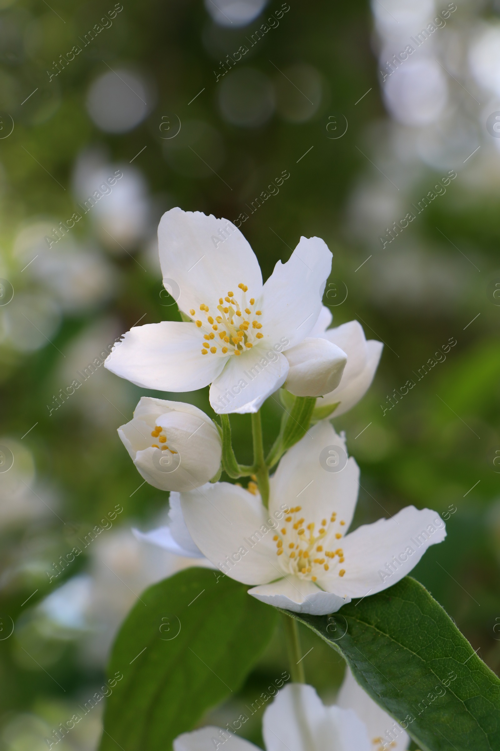 Photo of Closeup view of beautiful blooming white jasmine shrub outdoors