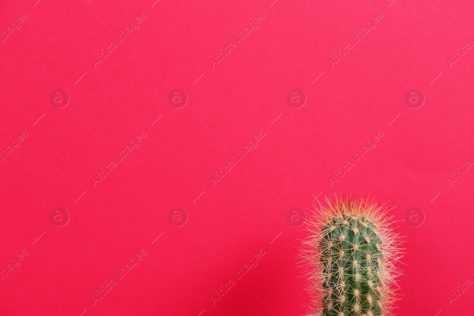 Photo of Beautiful cactus on red background. Space for text