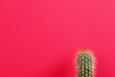 Photo of Beautiful cactus on red background. Space for text