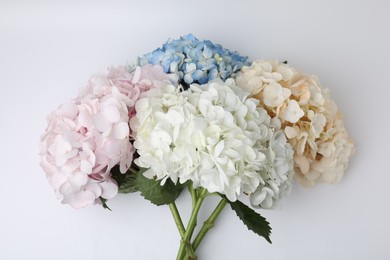 Photo of Beautiful pastel hydrangea flowers on white background, top view