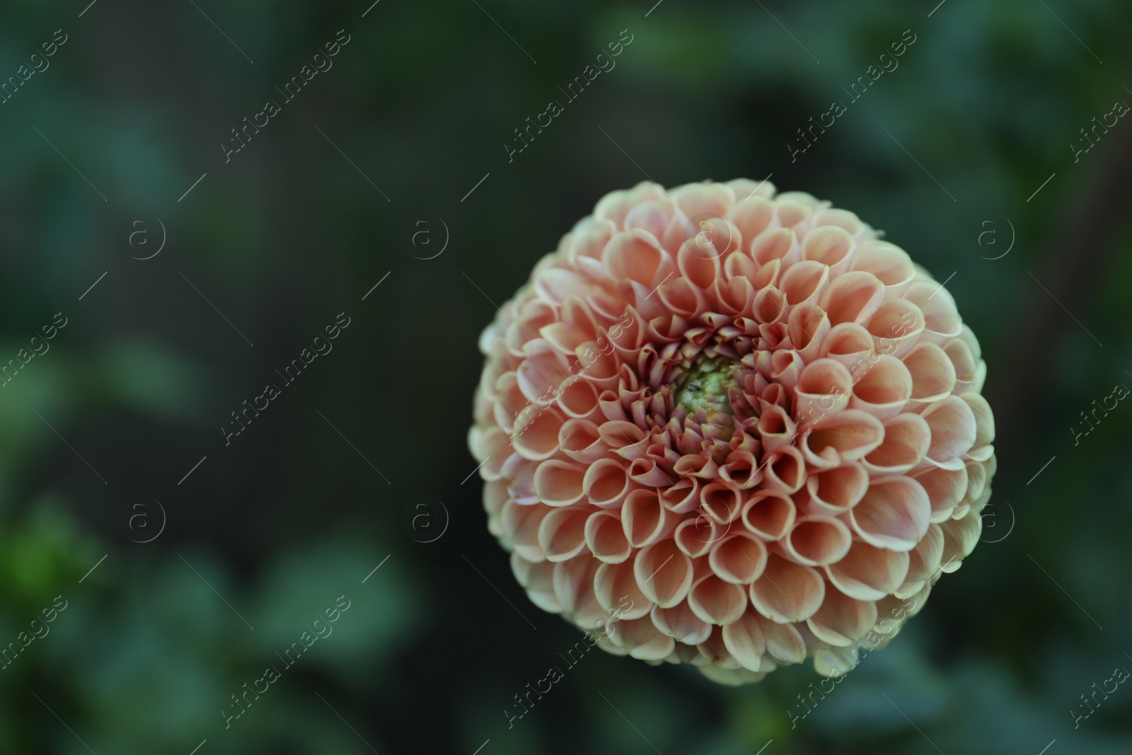 Photo of Beautiful blooming pink dahlia flower in green garden, closeup